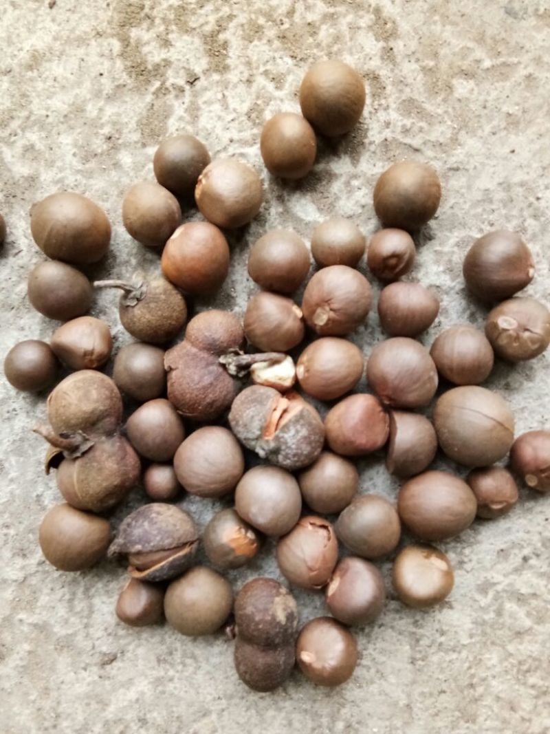 茶叶籽，优质品种茶叶种子95%以上，出油率高
