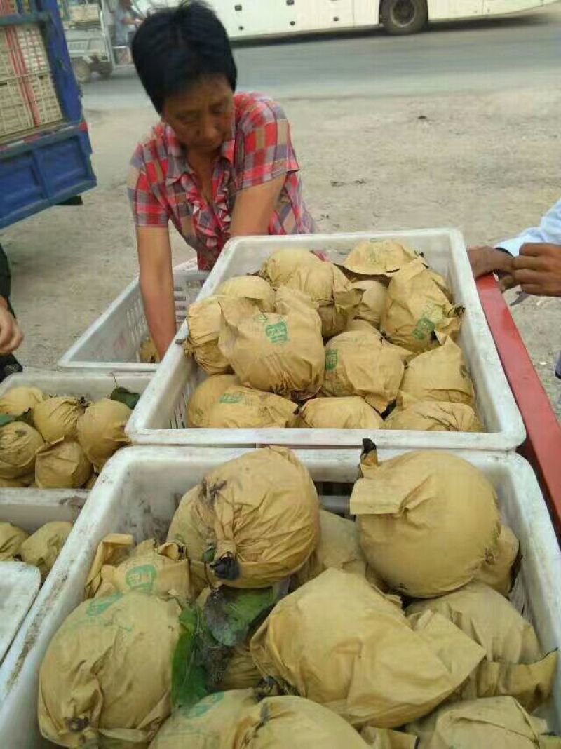 皇冠梨，安徽砀山黄冠梨，口感脆甜250~300g筐装