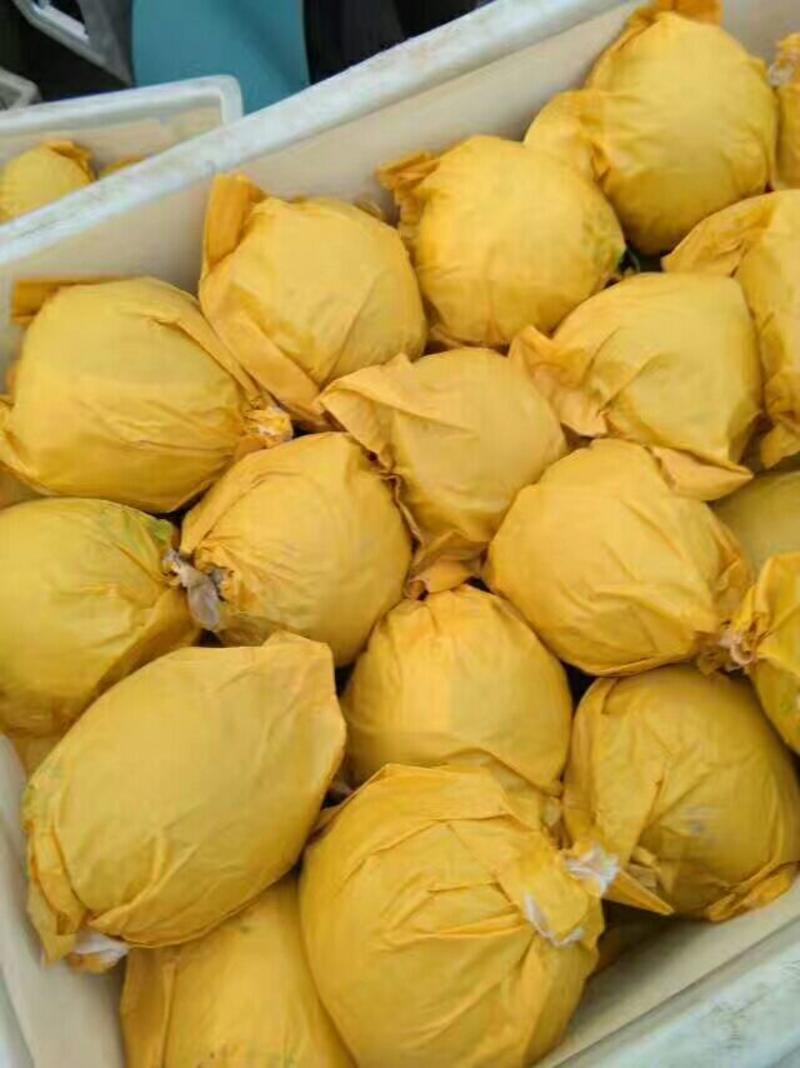 皇冠梨，安徽砀山黄冠梨，口感脆甜250~300g筐装