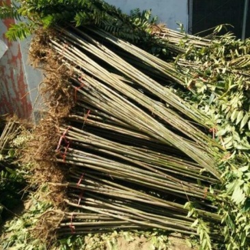 红油6号香椿苗大棚10~20cm