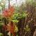 香椿苗大棚50~60cm，大棚露天种植，泰山红油香椿