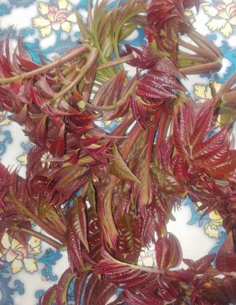 香椿苗大棚50~60cm，大棚露天种植，泰山红油香椿