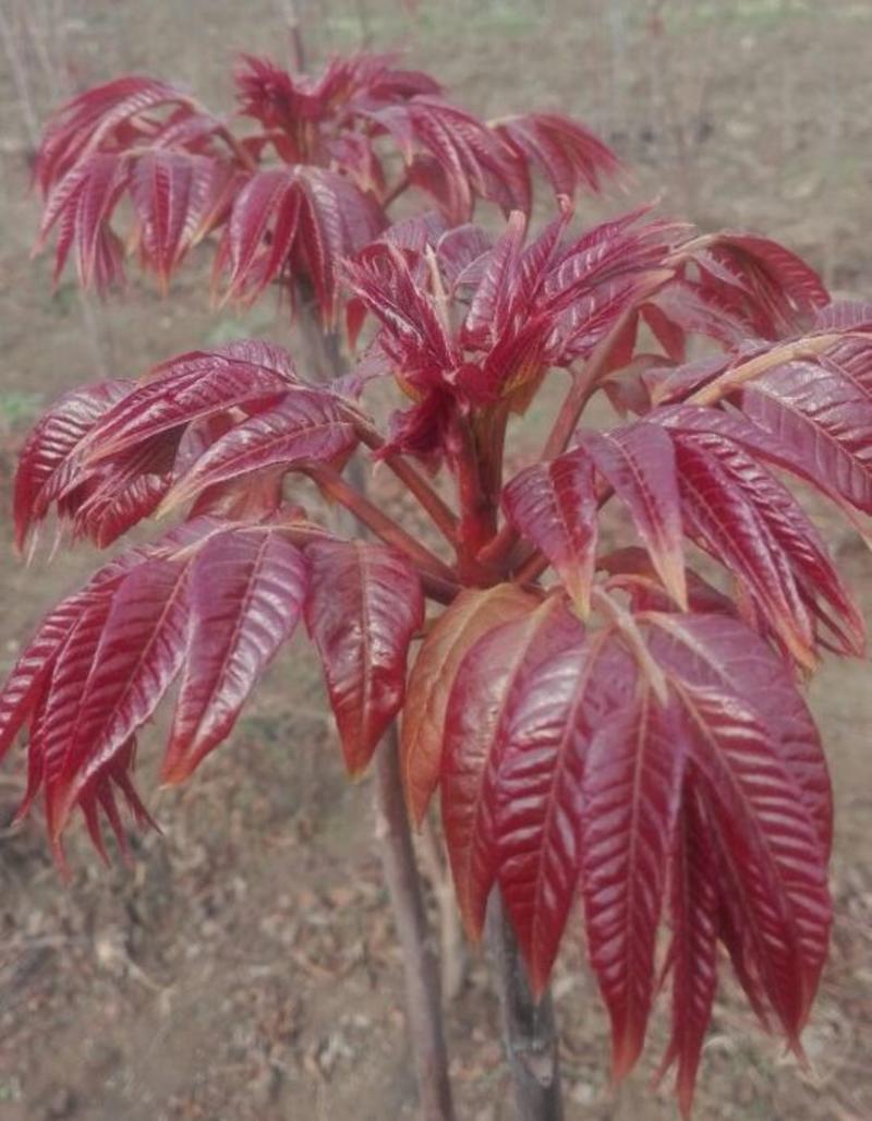 香椿苗大棚50~60cm，大棚露天种植，泰山红油香椿