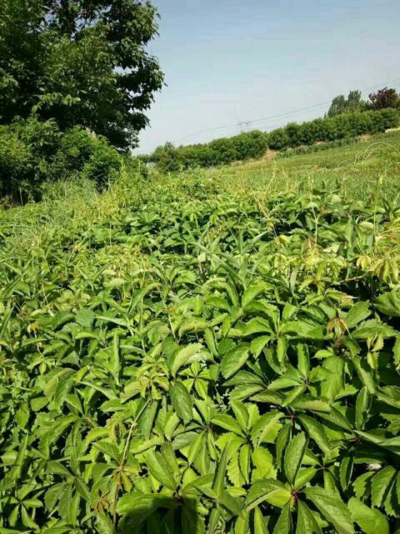 五叶爬山虎品种纯正保湿发货绿化苗木基地直发欢迎实地考察看货