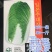 白菜种子