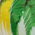白菜种子