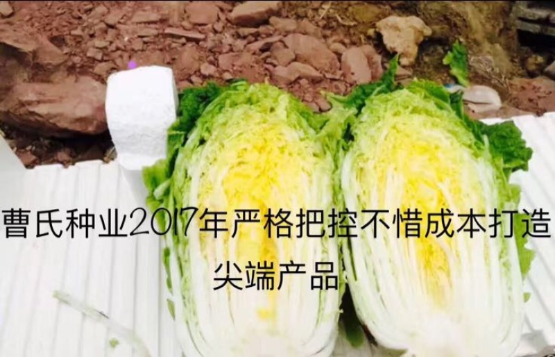 白菜种子
