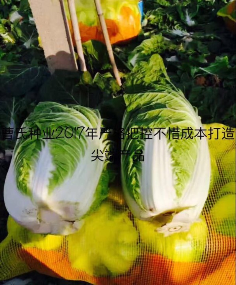 白菜种子