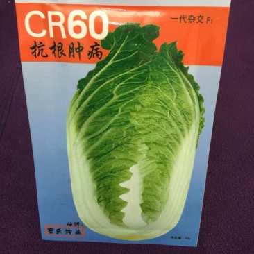 白菜种子