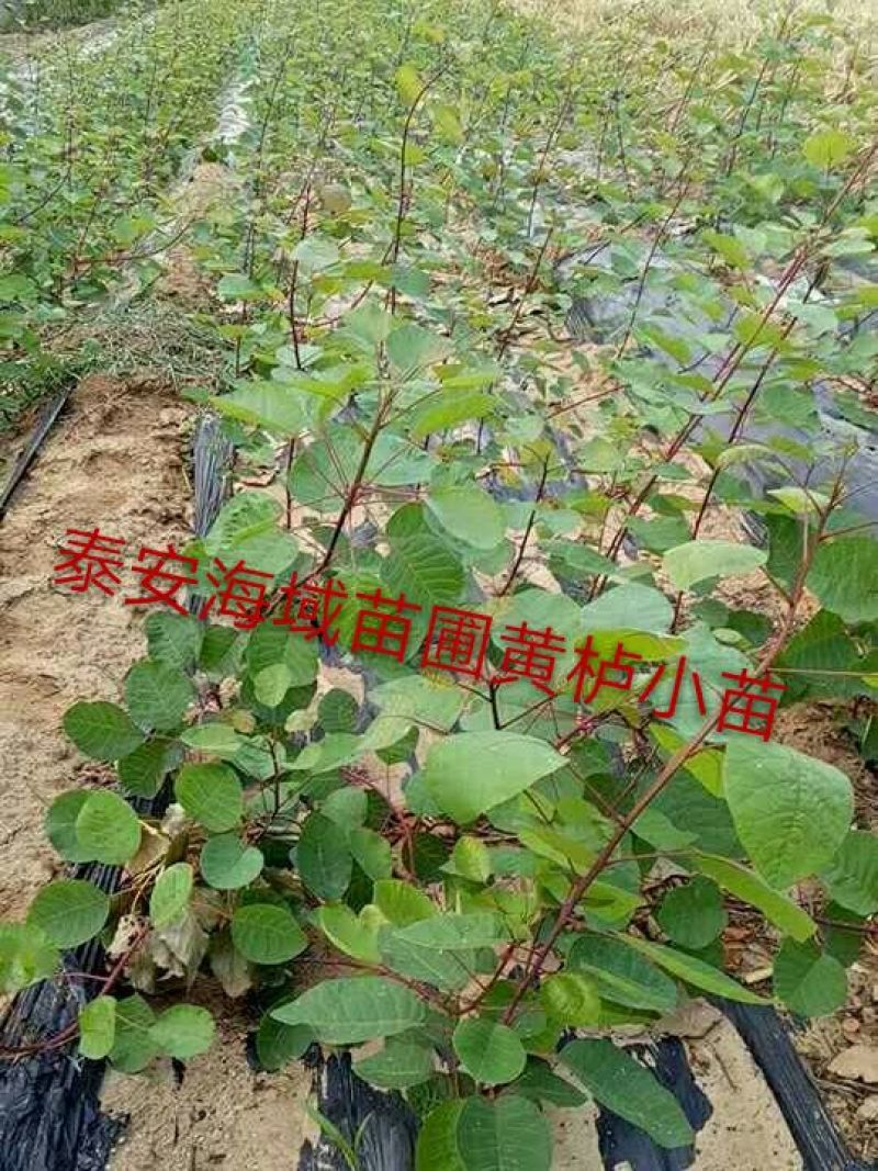 黄栌苗现起现发保湿发货荒山绿化量大从优成活率高