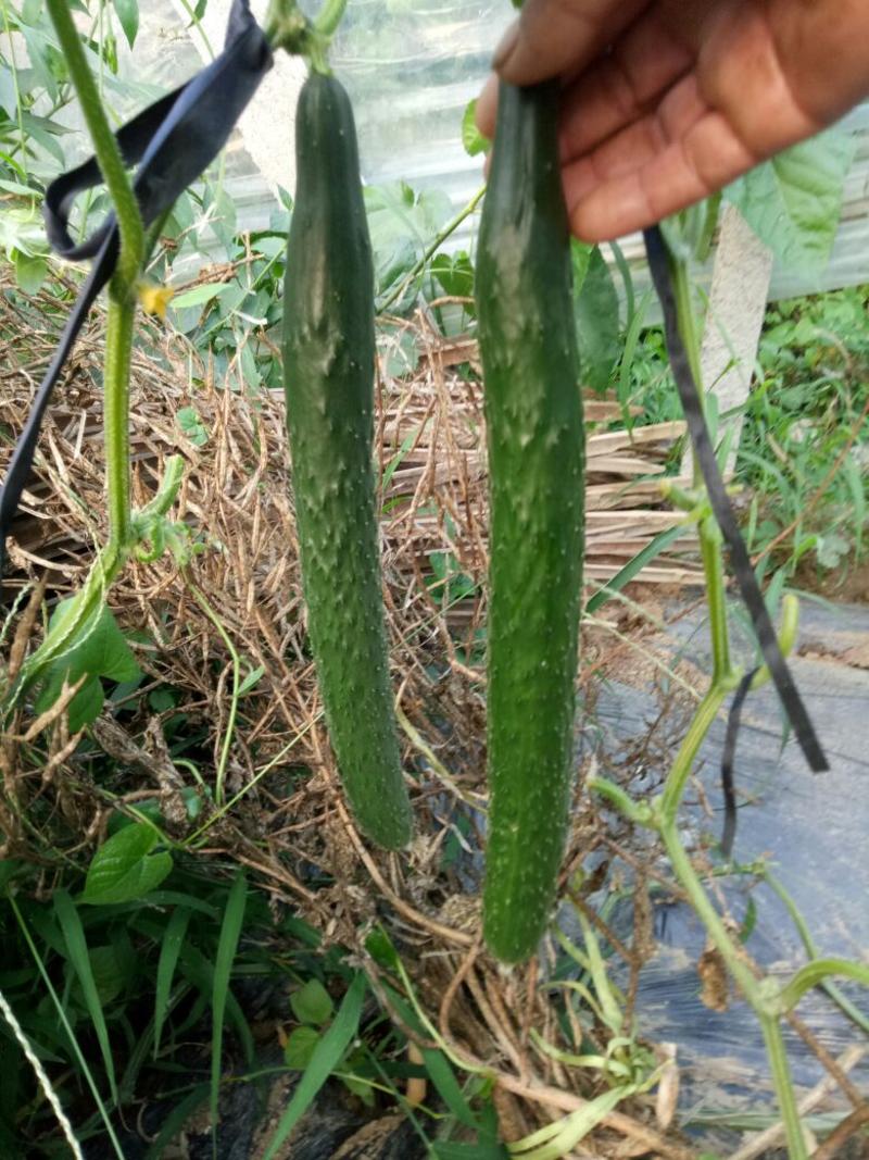 刺黄瓜18~22公分干花带刺
