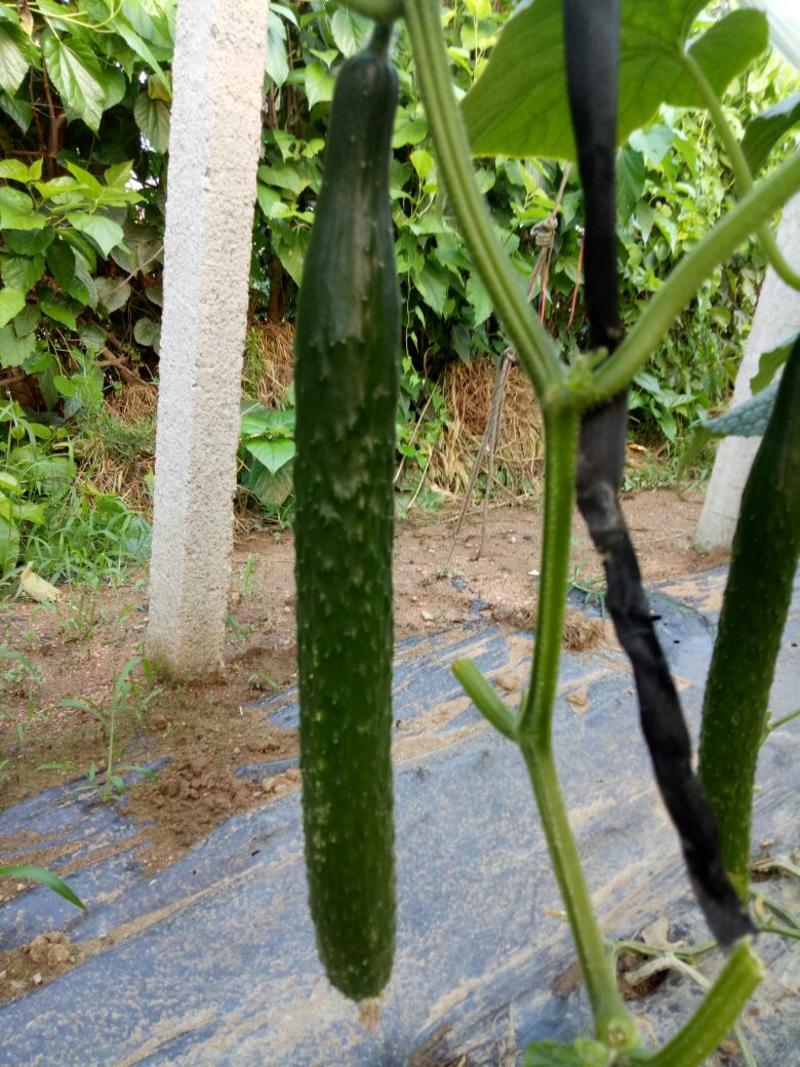 刺黄瓜18~22公分干花带刺
