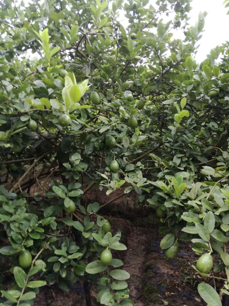 广东香水柠檬，果面干净，皮簿多汁香味浓，诚信经营