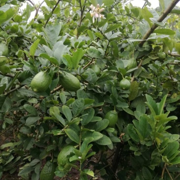 广东香水柠檬，果面干净，皮簿多汁香味浓，诚信经营