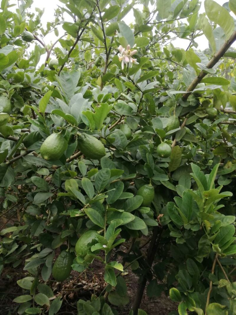 广东香水柠檬，果面干净，皮簿多汁香味浓，诚信经营