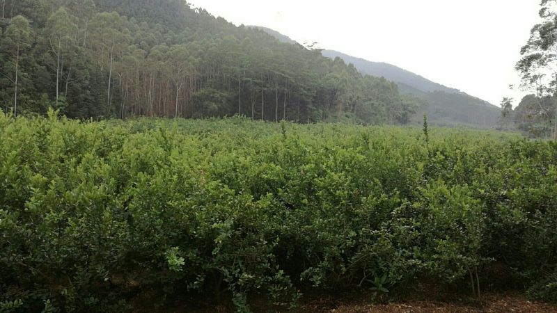 广东香水柠檬，果面干净，皮簿多汁香味浓，诚信经营