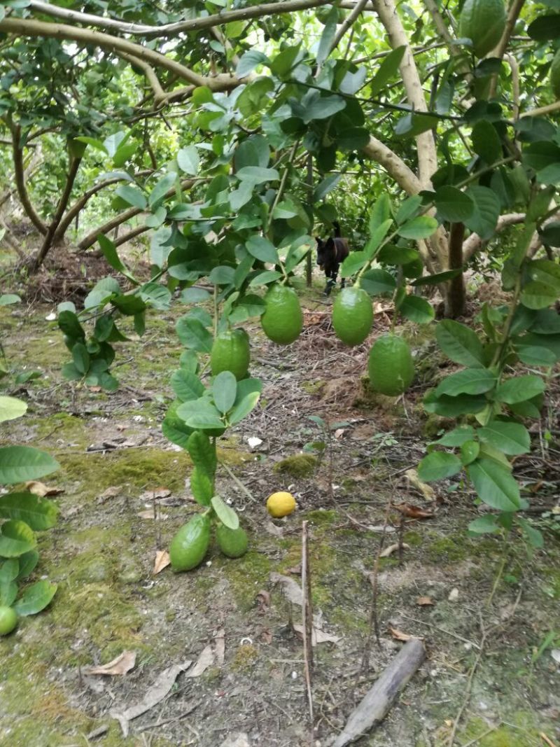 广东香水柠檬，果面干净，皮簿多汁香味浓，诚信经营