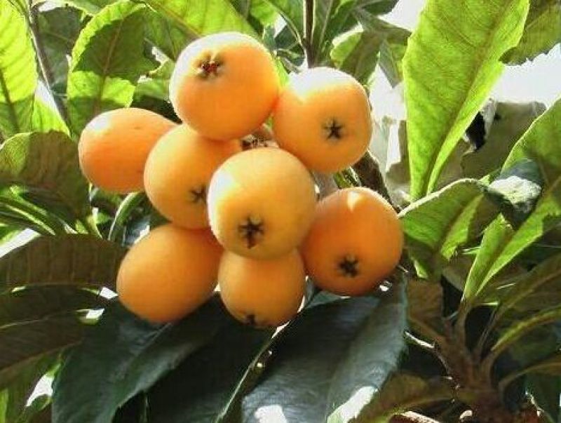 枇杷树苗30~50cm