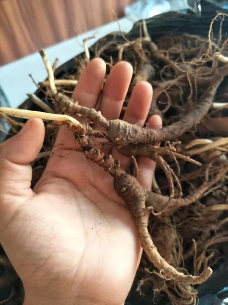 林下参