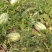 西瓜，湖北省天门市大量供应西瓜十斤打底9成熟1茬