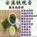 观音茶特级