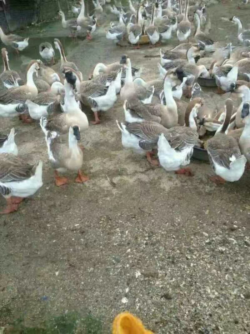 大种狮头鹅苗包打小鹅瘟疫苗包纯种，抗病力强