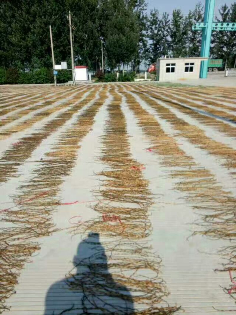 脱水长豆角