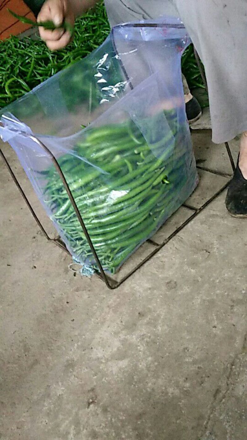 唐山滦南县姚王庄黑线椒