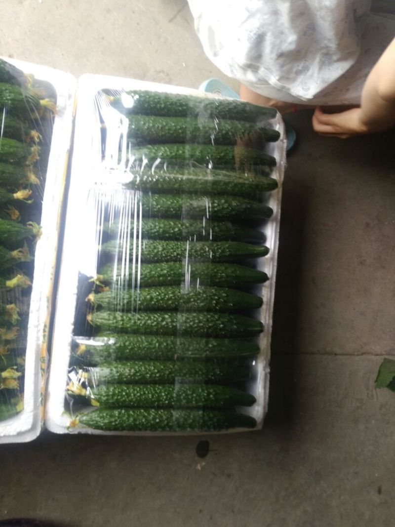刺黄瓜鲜花带刺