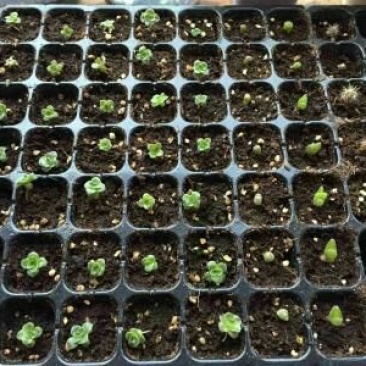 穴盘育苗盘穴盘营养钵塑料蔬菜瓜果苗加厚穴盘