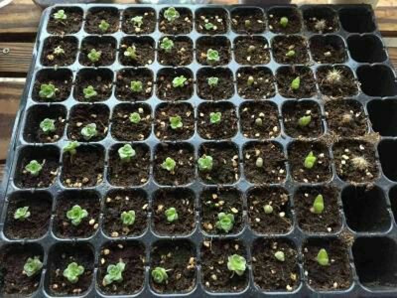 穴盘育苗盘穴盘营养钵塑料蔬菜瓜果苗加厚穴盘