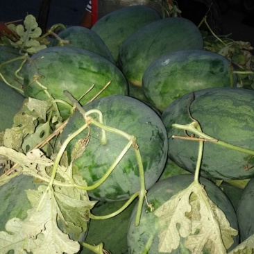 龙卷风西瓜8斤打底8成熟1茬
