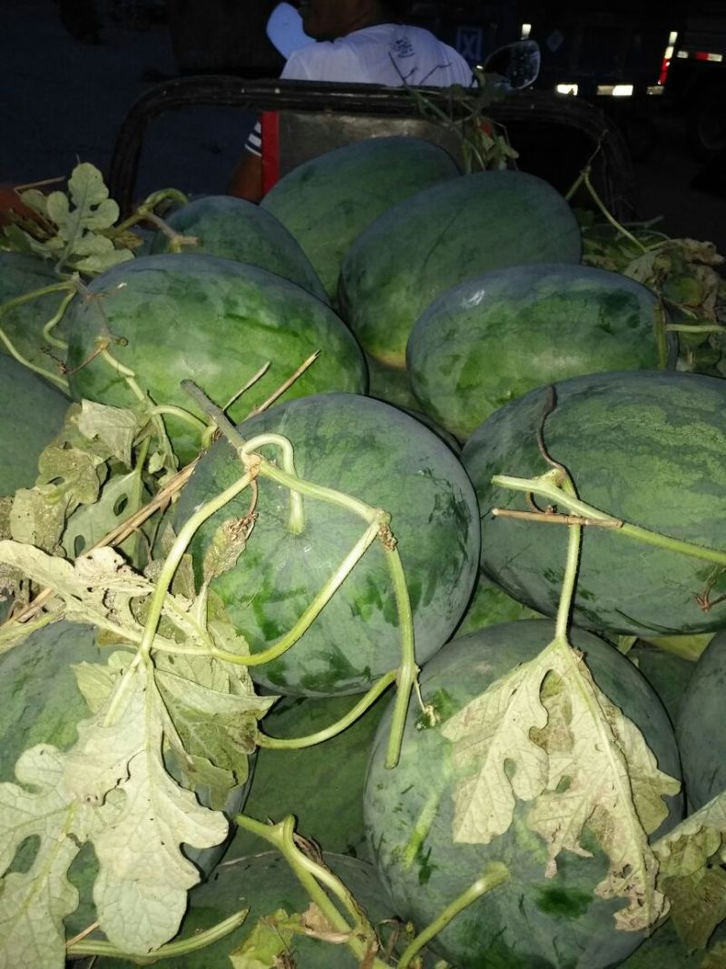 龙卷风西瓜8斤打底8成熟1茬