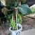 盆栽葡萄50~80cm