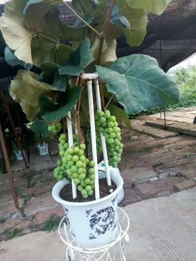 盆栽葡萄50~80cm