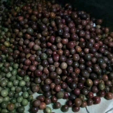 紫香一号紫果80~90g