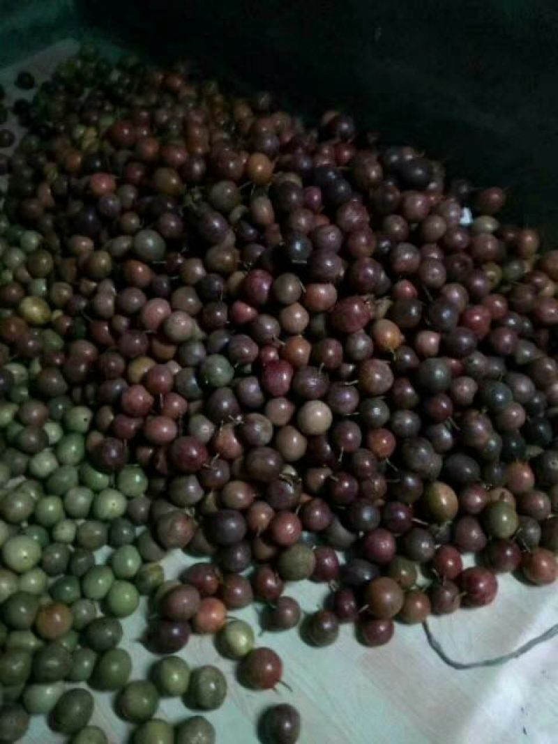 紫香一号紫果80~90g
