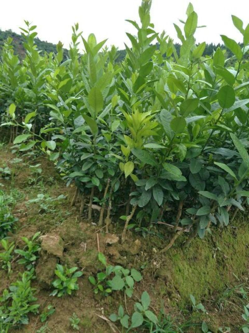 柠檬苗50~80cm