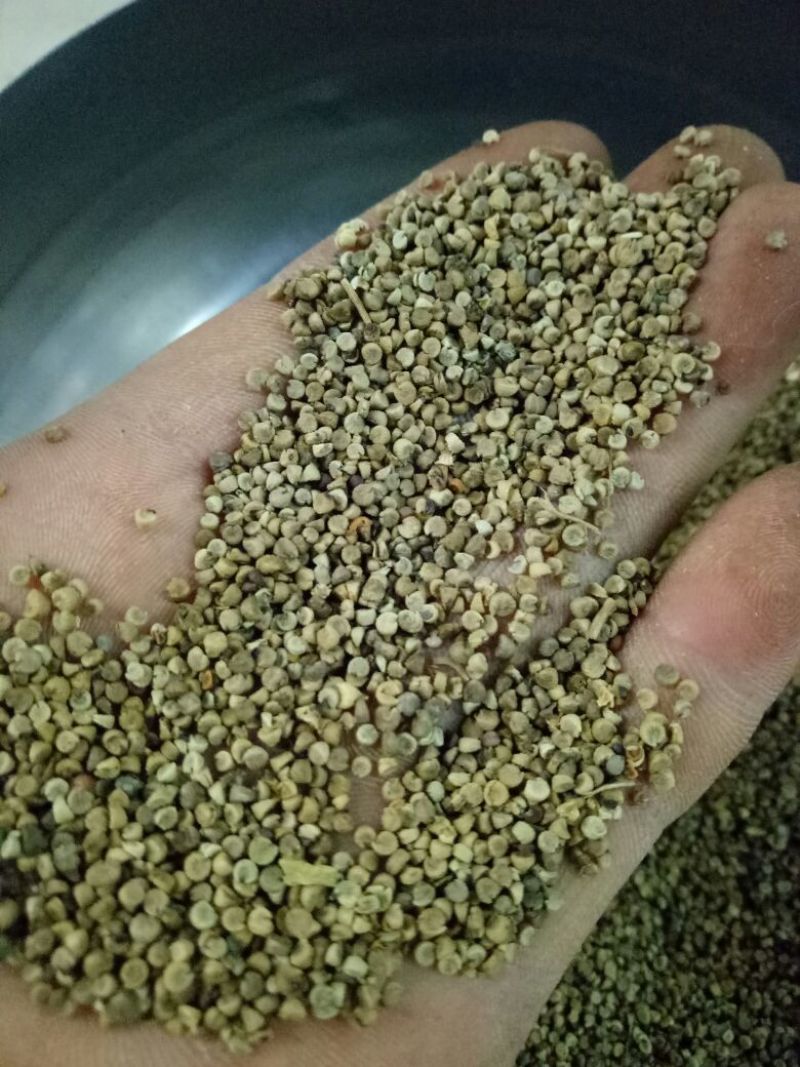 冬葵果产地四川质量很好通货大批量销售产地直销