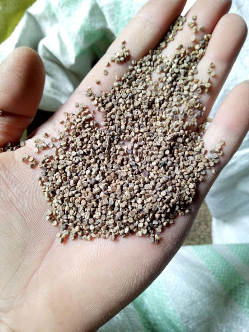 冬葵果产地四川质量很好通货大批量销售产地直销