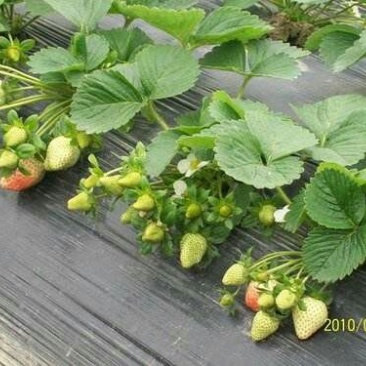 妙香草莓苗10cm以下