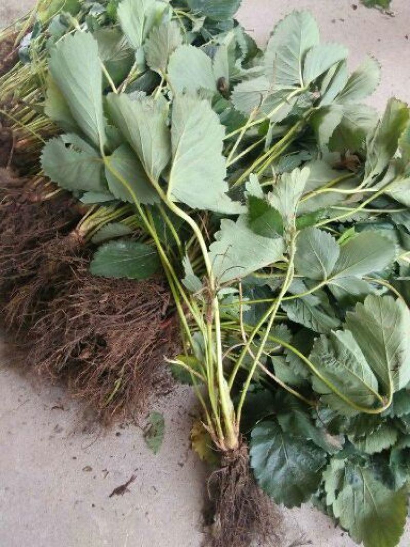 妙香草莓苗10cm以下