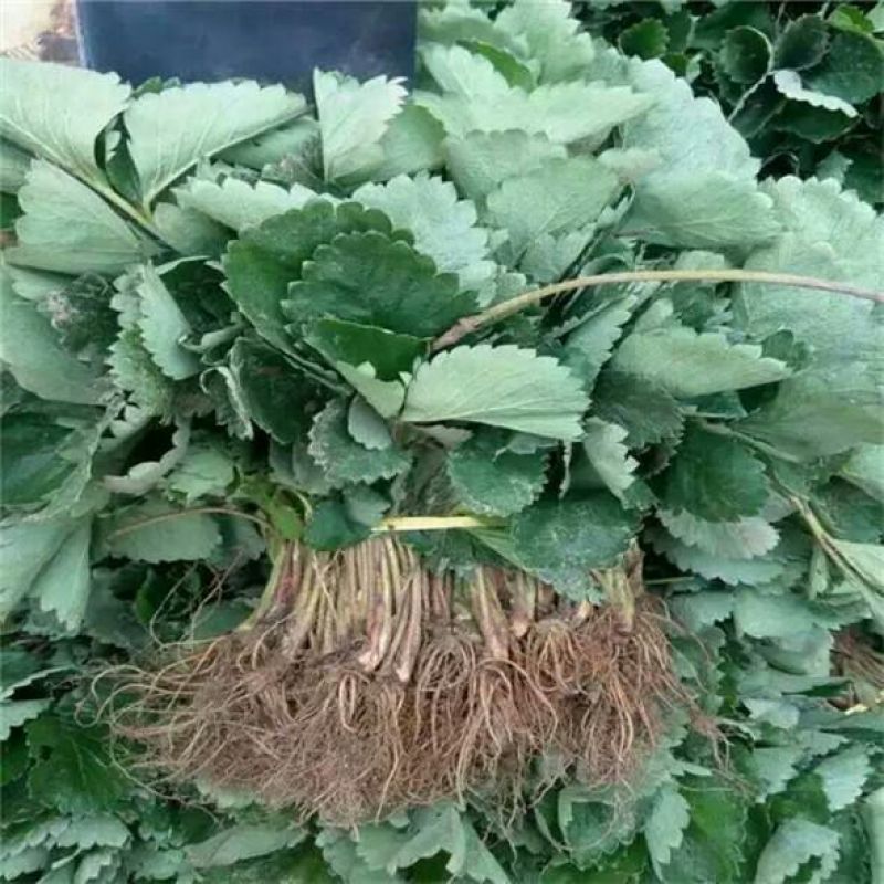 妙香草莓苗10cm以下