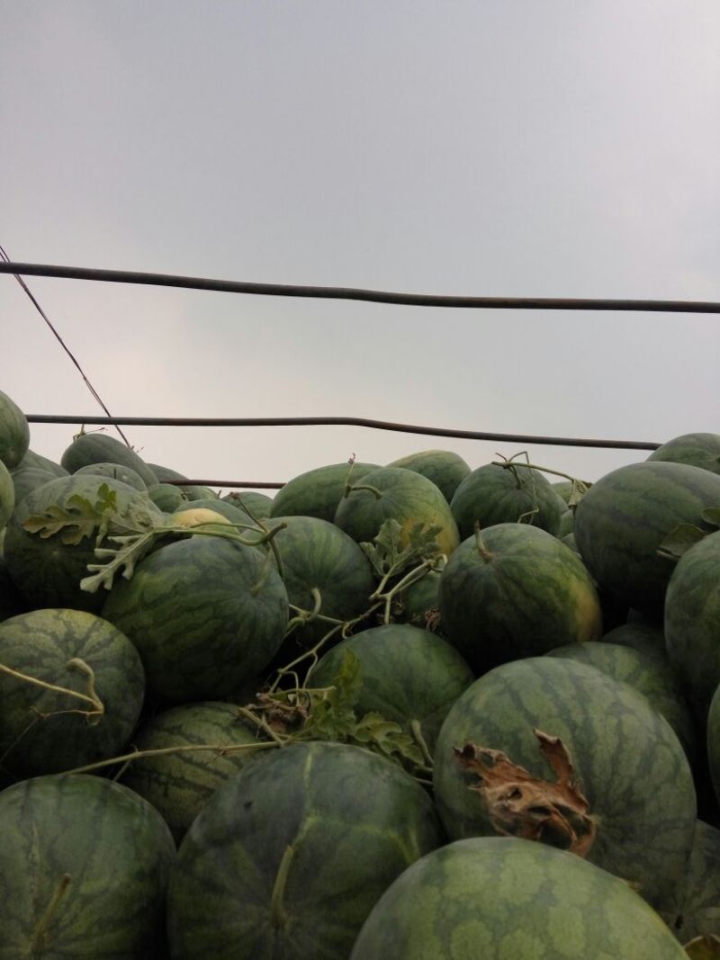 龙卷风西瓜，8斤打底8成半熟1茬大量供应