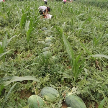 龙卷风西瓜，8斤打底8成半熟1茬大量供应