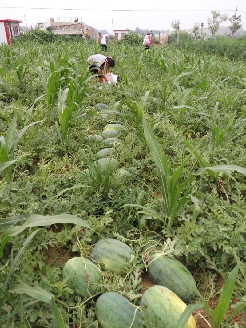 龙卷风西瓜，8斤打底8成半熟1茬大量供应