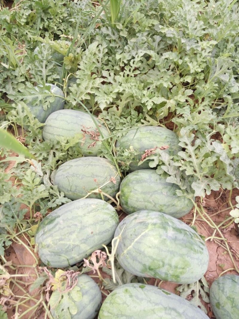 龙卷风西瓜，8斤打底8成半熟1茬大量供应