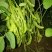 菏泽青毛豆，基地种植。保质保量。台湾75-3毛豆