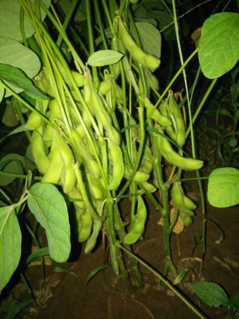 菏泽青毛豆，基地种植。保质保量。台湾75-3毛豆