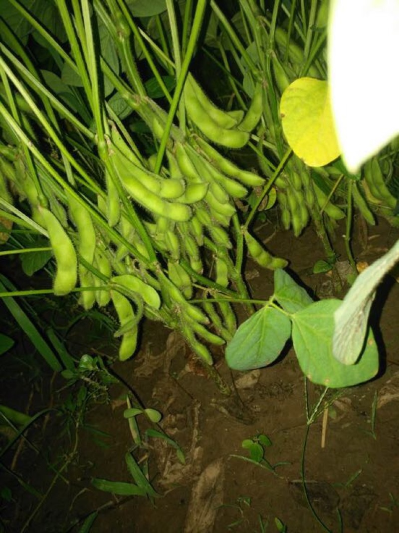 菏泽青毛豆，基地种植。保质保量。台湾75-3毛豆